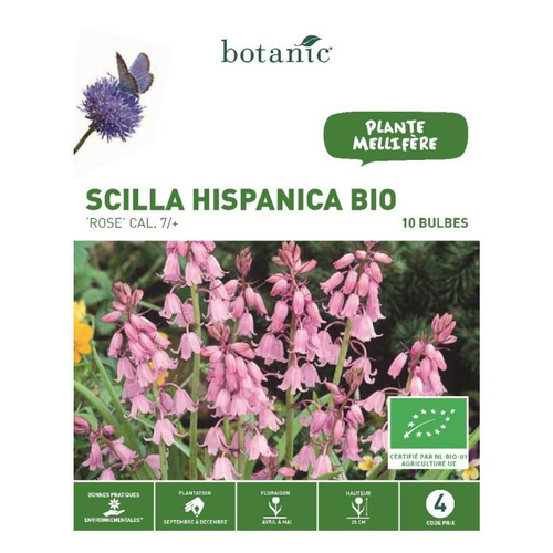 Visuel 1 du produit Scilla Hispanica rose bio botanic® - 10 bulbes