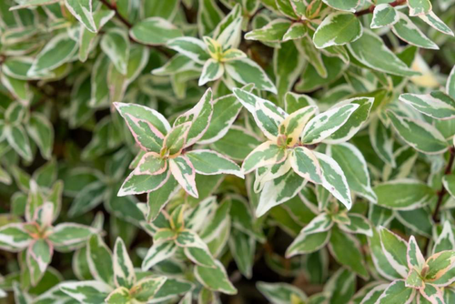 Visuel 2 du produit Abelia grandiflora Jelly Beans coloris vert – 3,5 L