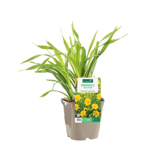 Visuel 1 du produit Hémérocalle ‘Stella de Oro’ - Le pot de 2 litres