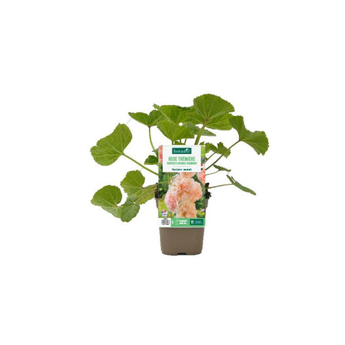 Visuel 1 du produit Rose trémière ‘Chater’s double Chamois’ - Le pot de 1 litre