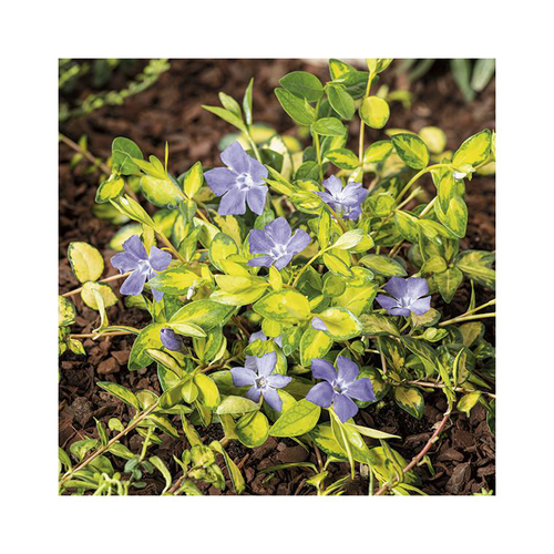 Visuel 1 du produit Petite Pervenche Panachée Illumination ‘Cahill’ - Le pot de 3 litres