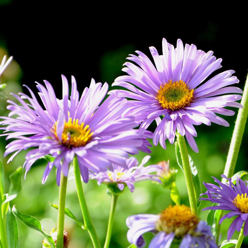Visuel 1 du produit Aster des Alpes. Le pot de 2 litres
