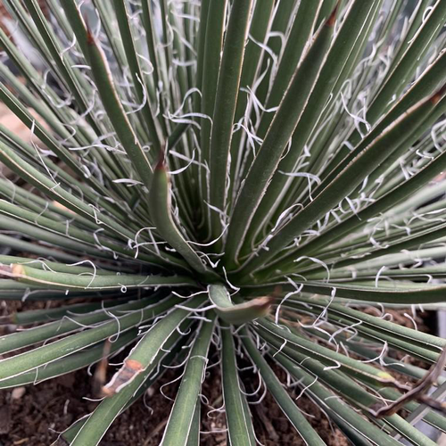 Visuel 1 du produit Agave Geminiflora. Le pot de 15 litres