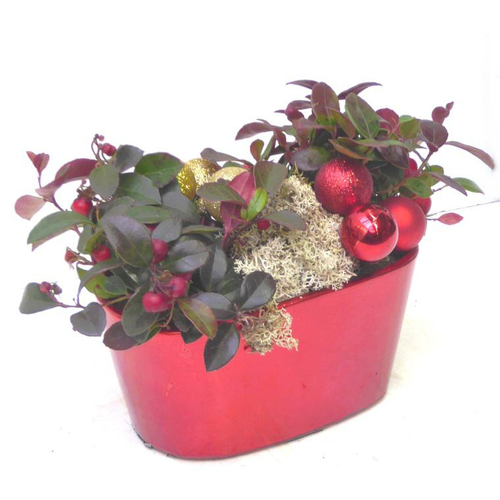 Visuel 1 du produit Gaultheria à baies rouges - La coupe céramique