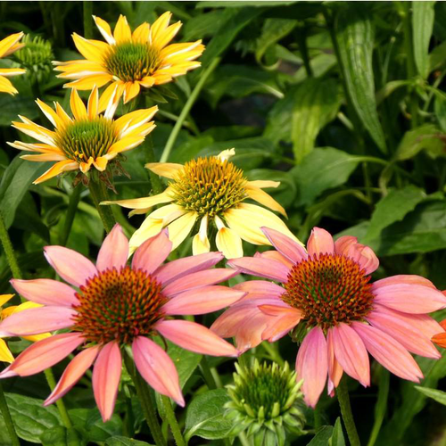 Visuel 1 du produit Échinacée ou Echinacea à fleurs multicolores - Le pot de 5 litres