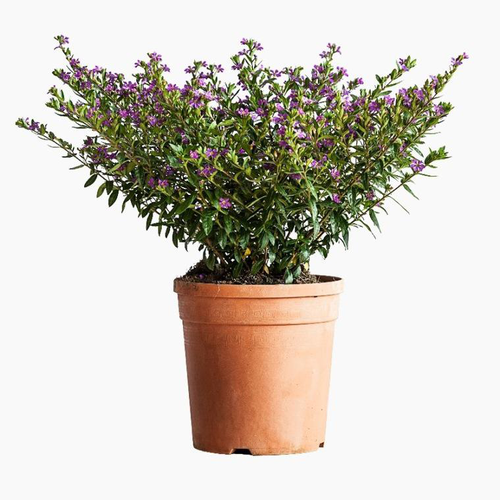 Visuel 1 du produit Cuphea Hyssopifolia Lavender Pink (Etoile du Mexique) touffe en pot de 3 L rose