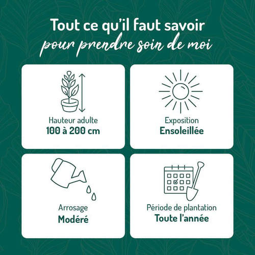 Visuel 3 du produit Abelia Grandiflora Edward Goucher en pot de 3 litres