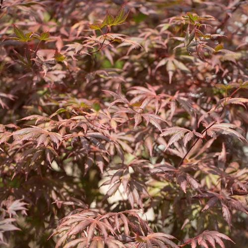 Visuel 1 du produit Erable du Japon (Acer Palmatum Greffe) Trompenburg. Le pot de 3 litres