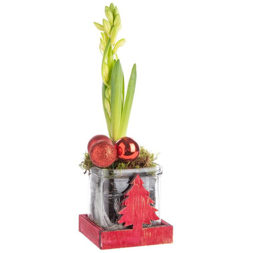 Visuel 1 du produit Composition de Noël jacinthe multicolore verrerie sapin rouge