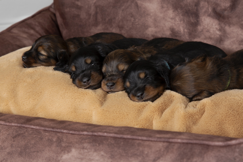 Visuel 6 du produit Corbeille pour chien marron Kensington Scruffs – Taille XL