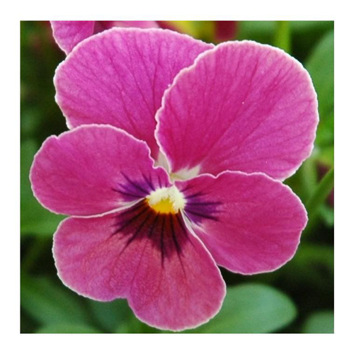 Visuel 1 du produit Pensée à grandes fleurs - Coupe de 23 cm