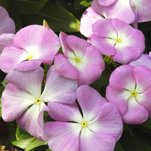 Visuel 1 du produit Pervenche de Madagascar bleue. Le pot de Ø 10,5 cm