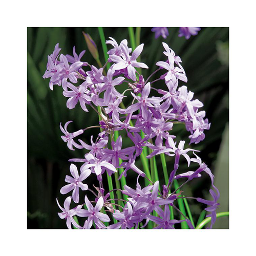 Visuel 3 du produit Tulbaghia violacea en pot de 3 litres