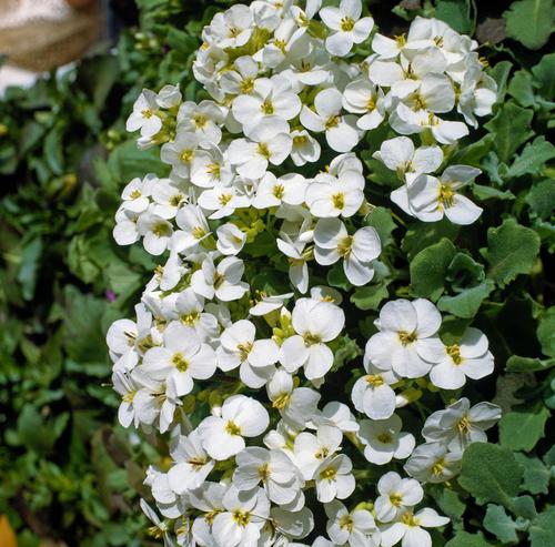 Visuel 1 du produit Corbeille d’argent  - Le pot de 2 litres