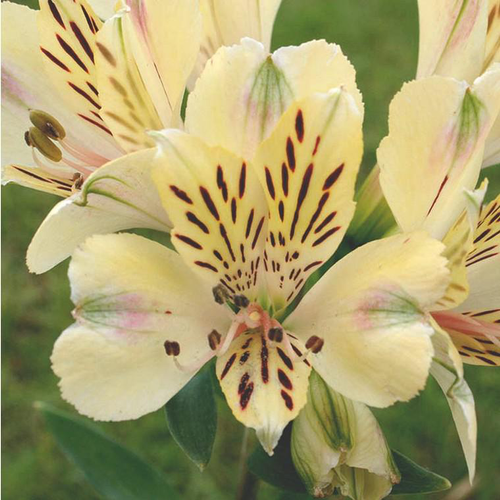 Visuel 1 du produit Alstroemère Pitchounes 'Noah' - Le pot de 2 litres