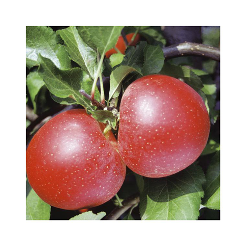 Visuel 1 du produit Pommier Reinette Grise Du Canada. Le pot de 12 litres forme 1/2 tige