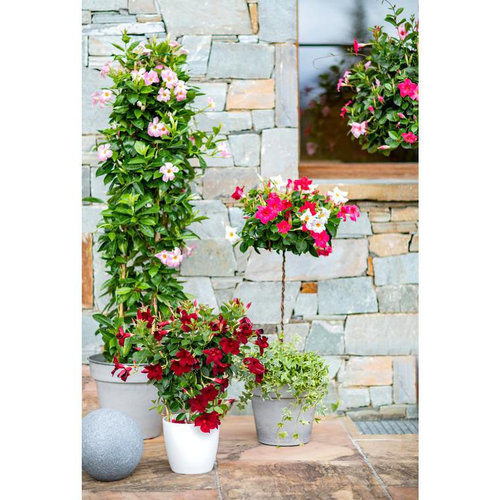 Visuel 1 du produit Dipladénia Fushion California Cylindre - Le pot de 15 litres