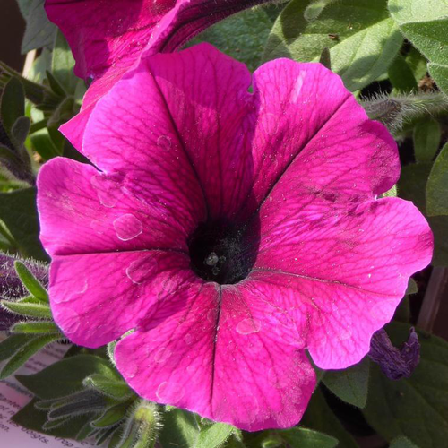 Visuel 1 du produit Pétunia retombant - Le pot de 9 litres