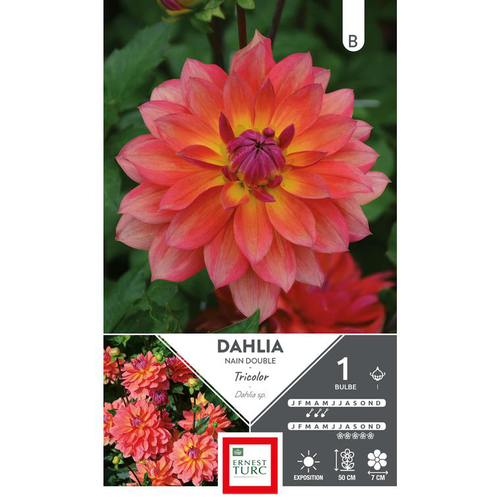 Visuel 1 du produit Dahlia décoratif rose/ jaune/ violet Ernest Turc tricolore - 1 bulbe