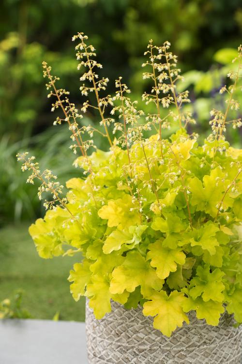 Visuel 1 du produit Heuchère ‘Lime Marmalade’ - Le pot de 2 litres