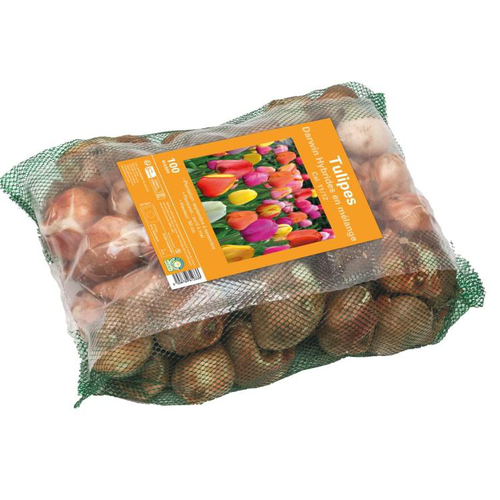 Visuel 1 du produit Tulipe en mélange darwin botanic® - 100 bulbes