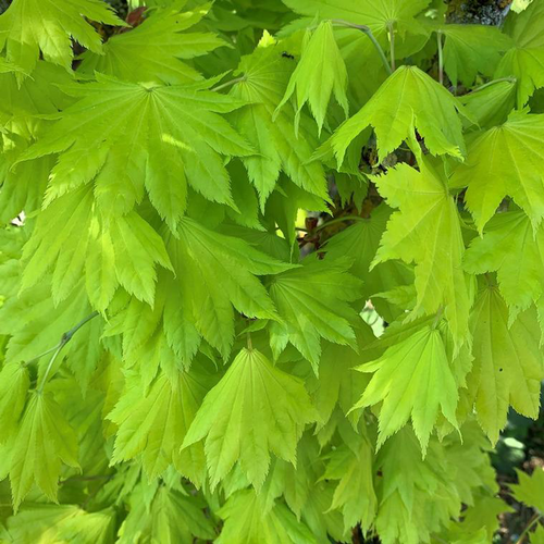 Visuel 1 du produit Érable du Japon Aureum (Acer Shirasawanum) Le pot de 30 litres