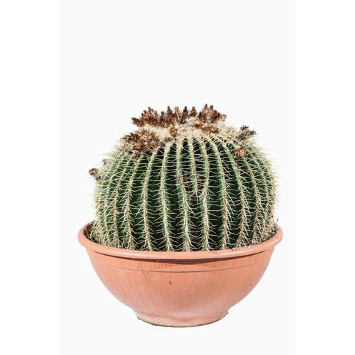 Visuel 1 du produit Echinocactus Grusonii (coussin de belle-mère) en pot de 120 L vert