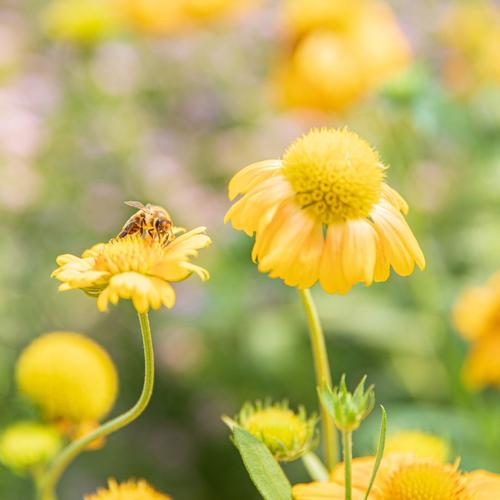 Visuel 2 du produit Graines Des fleurs pour les abeilles - sachet de 6 m²