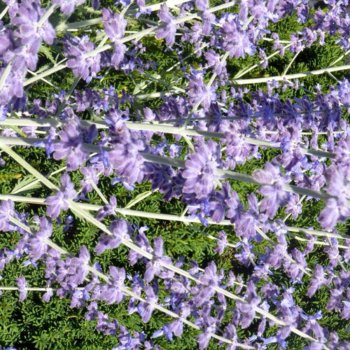 Visuel 1 du produit Sauge de Sibérie - Le pot de 1 litre