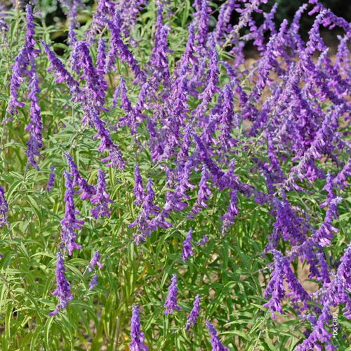 Visuel 3 du produit Salvia leucantha bleue - Le pot de 9 x 9 cm