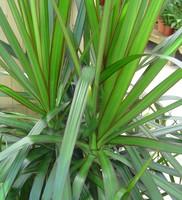 Visuel 1 du produit Dracaena marginata. Le pot de Ø 27 cm, forme ramifiée