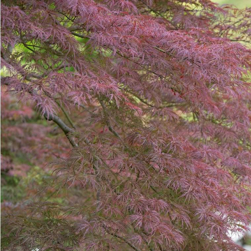 Visuel 1 du produit Erable du Japon (Acer Palmatum) Garnet Greffe. Le pot de 33 litres