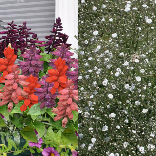 Visuel 1 du produit Duo Sauge Gypsophile - Le pot de 5 litres