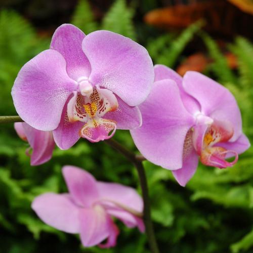 Visuel 1 du produit Orchidée Phalaénopsis white world 2 branches blanche. Le pot de Ø 12 cm