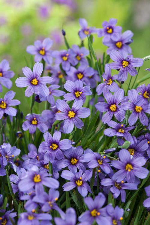 Visuel 1 du produit Bermudienne ‘Lucerne’ - Le pot de 2 litres