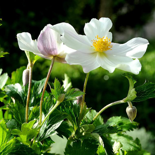 Visuel 1 du produit Anémone wild swan blanche en pot de 2 L