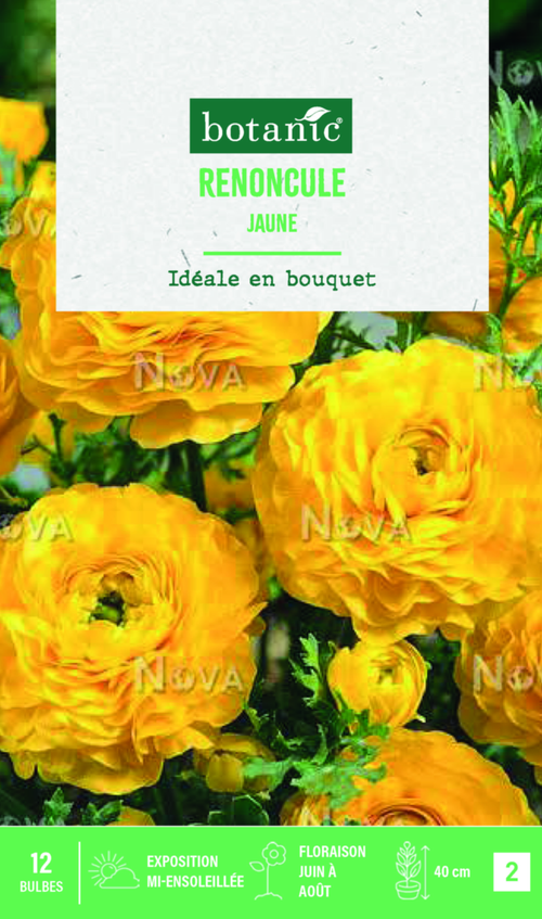 Visuel 1 du produit Bulbes de fleurs Renoncule asiatique jaune botanic® – 12 bulbes