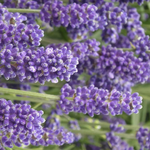 Visuel 1 du produit Lavandula Angustifolia "Blue Scent" - La coupe de 25 cm