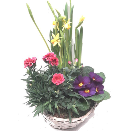 Visuel 1 du produit Panier Printanier - Le panier