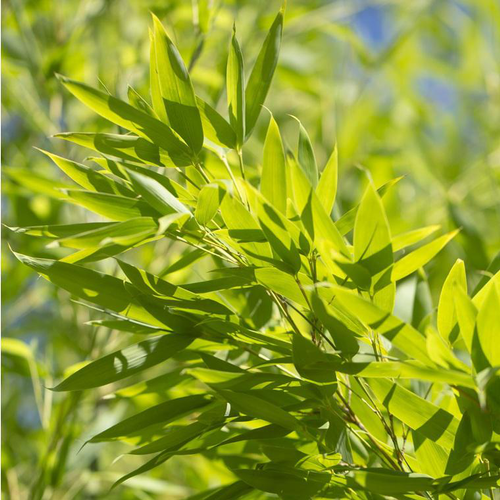 Visuel 1 du produit Bambou Phyllostachys Aurea vert. Le pot de 30 litres, 200/250 cm
