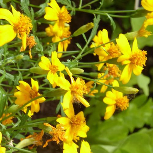 Visuel 1 du produit Tagetes Lemonii - Le pot de 2,5 litres