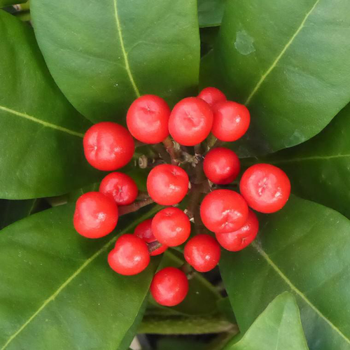 Visuel 1 du produit Skimmia A fruits Decoratifs Pabella - Le pot de 1 litre