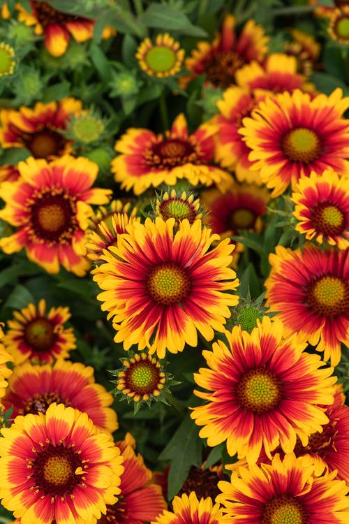 Visuel 1 du produit Gaillarde ‘Arizona Sun’ - Le pot de 2 litres