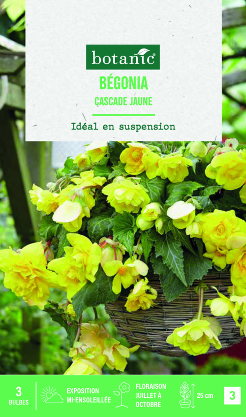 Visuel 1 du produit Bulbes de fleurs Bégonia Cascade jaune botanic® - 3 bulbes