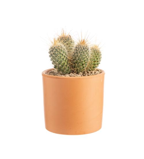 Visuel 1 du produit Cactus mix botanic®. Le pot en terre cuite de Ø 14 cm