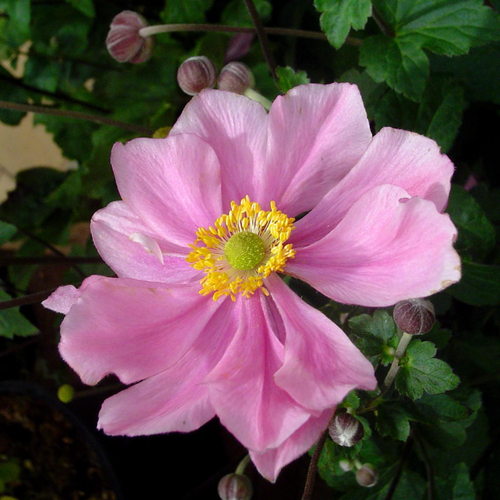 Visuel 1 du produit Anemone Du Japon. Le pot de 5 litres