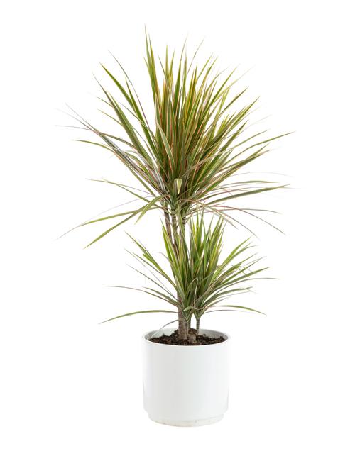 Visuel 1 du produit Dracaena marginata bicolore 2 pieds botanic®. Le pot de Ø 21 cm