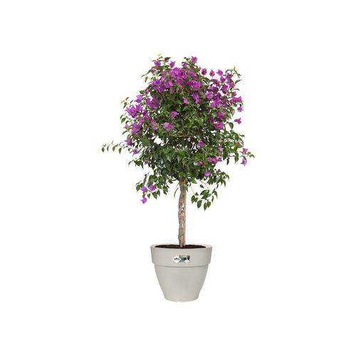 Visuel 4 du produit Pot rond en plastique recyclé coloris blanc soie Elho Vibia Campana - Ø 40 x H 33,4 cm