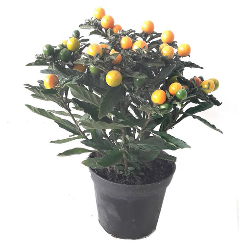 Visuel 1 du produit Solanum Amarillo - Le pot de 1 litre