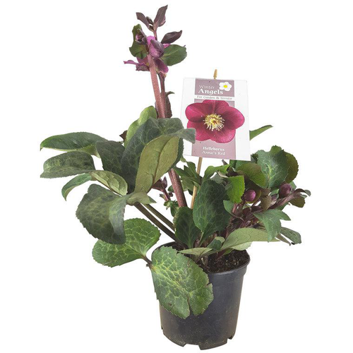 Visuel 1 du produit Hellébore orientale - Le pot de 1,5 litre